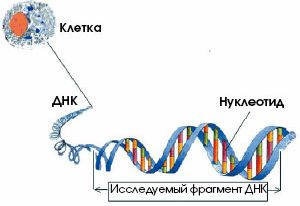 Рефераты | Биология и химия | Генетическая история человечества