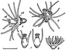 Рефераты | Биология и химия | Поведение и оседание актинул tubularia larynx (leptolida, tubulariidae)