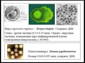 Рефераты | Биология и химия | Симбионты и паразиты человека