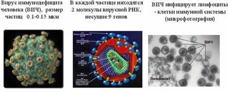 Рефераты | Биология и химия | Симбионты и паразиты человека