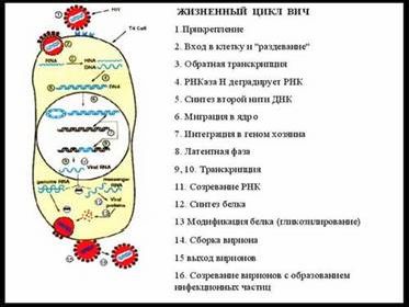 Рефераты | Биология и химия | Симбионты и паразиты человека