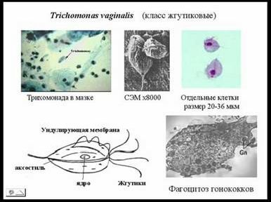 Рефераты | Биология и химия | Симбионты и паразиты человека