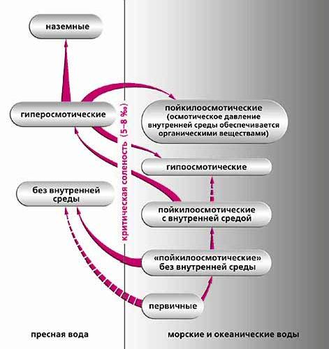 Рефераты | Биология и химия | Уровни гомеостаза