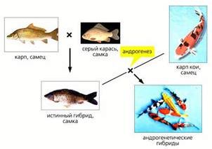 Рефераты | Биология и химия | Андрогенез у рыб, или Только из мужского семени