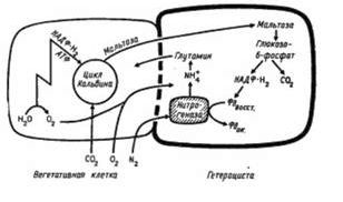 Рефераты | Биология и химия | Фотосинтез и азотфиксация
