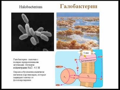 Рефераты | Биология и химия | Фотосинтез и азотфиксация