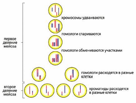 Рефераты | Биология и химия | Генетическая рекомбинация в свете эволюции