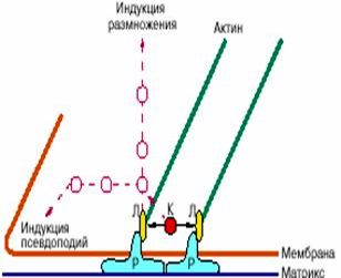 Рефераты | Биология и химия | Социальное поведение нормальных клеток и антисоциальное поведение опухолевых клеток