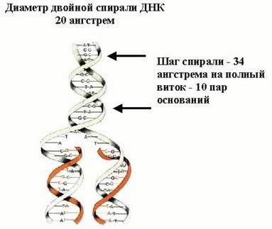 Рефераты | Биология и химия | Синтез ДНК, РНК и белков