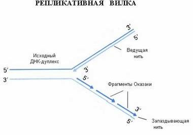 Рефераты | Биология и химия | Синтез ДНК, РНК и белков