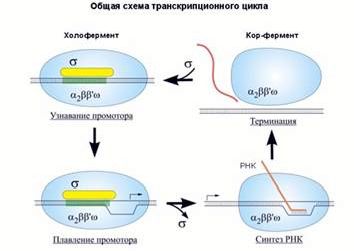 Рефераты | Биология и химия | Синтез ДНК, РНК и белков