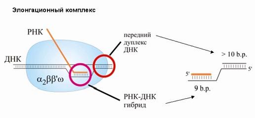 Рефераты | Биология и химия | Синтез ДНК, РНК и белков