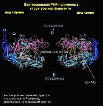 Рефераты | Биология и химия | Синтез ДНК, РНК и белков