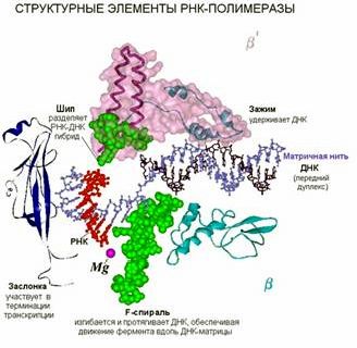 Рефераты | Биология и химия | Синтез ДНК, РНК и белков