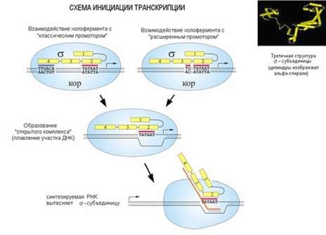 Рефераты | Биология и химия | Синтез ДНК, РНК и белков