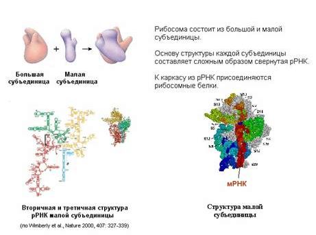 Рефераты | Биология и химия | Синтез ДНК, РНК и белков