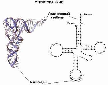 Рефераты | Биология и химия | Синтез ДНК, РНК и белков