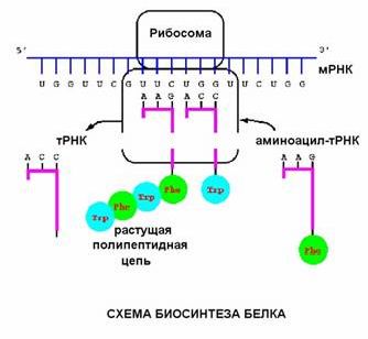 Рефераты | Биология и химия | Синтез ДНК, РНК и белков