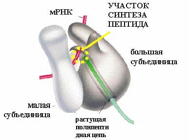 Рефераты | Биология и химия | Синтез ДНК, РНК и белков