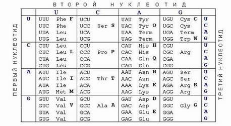 Рефераты | Биология и химия | Синтез ДНК, РНК и белков