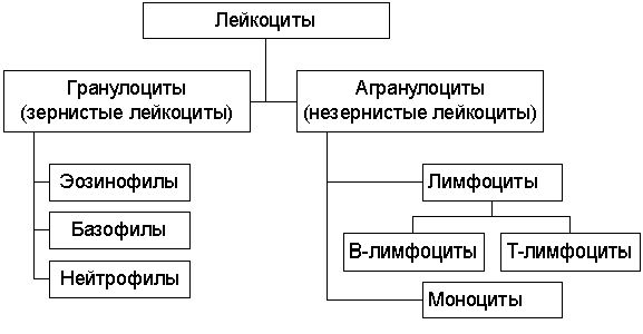 Рефераты | Биология и химия | Лейкоциты