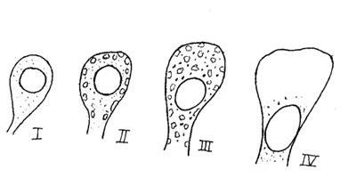 Рефераты | Биология и химия | Особенности организации нейроэндокринной системы Daphnia magna (Cladocera)
