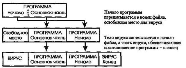 Рефераты | Рефераты по информатике, программированию | СОМ-вирусы