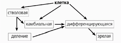 Рефераты | Рефераты по медицине | Что такое стволовые клетки