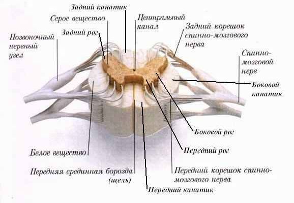 Рефераты | Рефераты по медицине | Анатомия спинного мозга