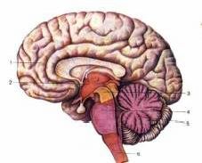 Рефераты | Рефераты по медицине | Головной мозг