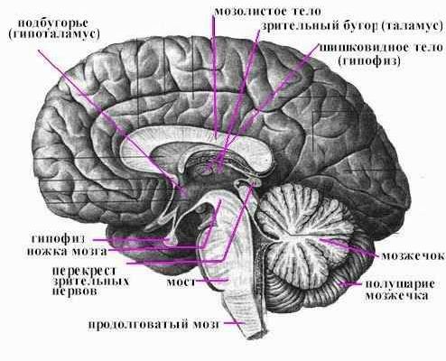 Рефераты | Рефераты по медицине | Головной мозг