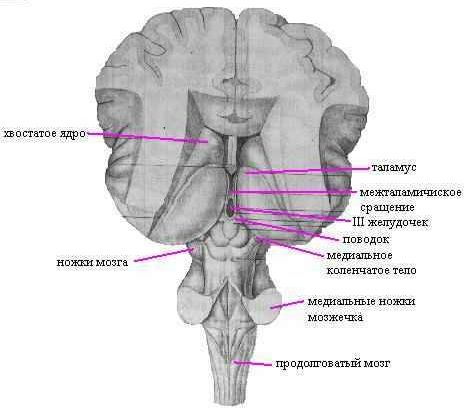 Рефераты | Рефераты по медицине | Головной мозг