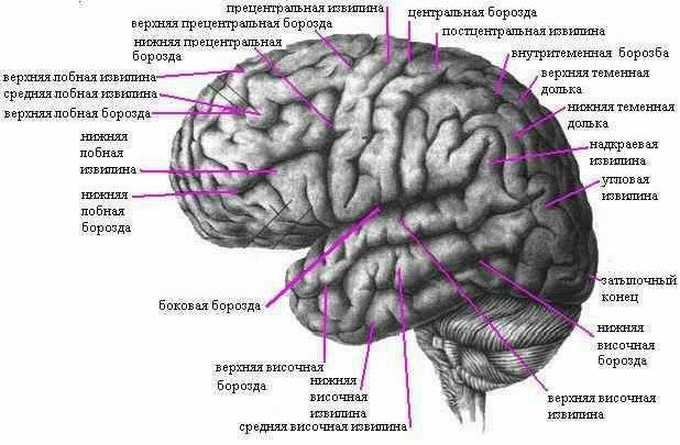 Рефераты | Рефераты по медицине | Головной мозг