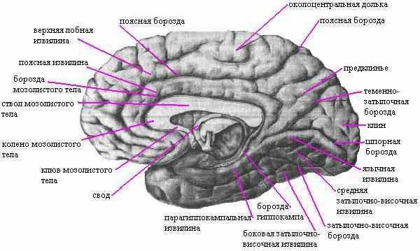 Рефераты | Рефераты по медицине | Головной мозг