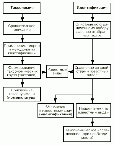 Рефераты | Рефераты по медицине | Возбудители бактериальных инфекций человека