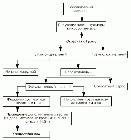 Рефераты | Рефераты по медицине | Возбудители бактериальных инфекций человека