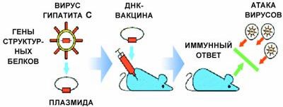 Рефераты | Рефераты по медицине | Вакцины: от Дженнера и Пастера до наших дней