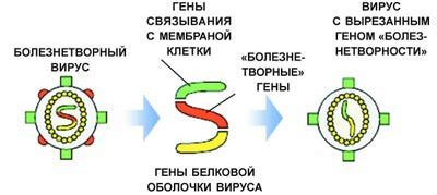 Рефераты | Рефераты по медицине | Вакцины: от Дженнера и Пастера до наших дней