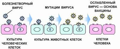 Рефераты | Рефераты по медицине | Вакцины: от Дженнера и Пастера до наших дней