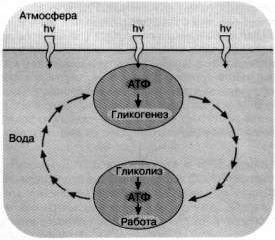 Рефераты | Рефераты по науке и технике | Энергоноситель