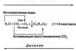 Рефераты | Рефераты по науке и технике | Энергоноситель