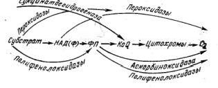 Рефераты | Рефераты по науке и технике | Зависимость интенсивности дыхания растительных продуктов от температуры