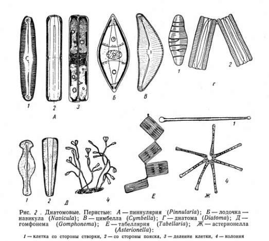 Рефераты | Рефераты по науке и технике | Классификация и жизненные циклы диатомовых
