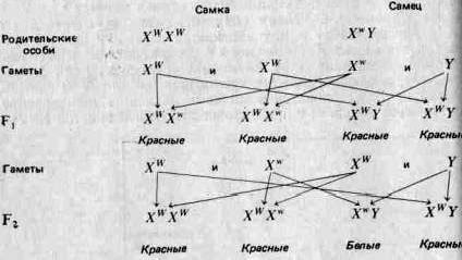 Рефераты | Рефераты по науке и технике | Принципы эволюции