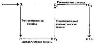 Рефераты | Рефераты по науке и технике | Принципы эволюции