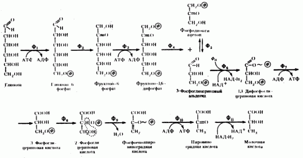 Рефераты | Рефераты по науке и технике | Эволюция энергетических процессов у эубактерий