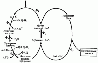 Рефераты | Рефераты по науке и технике | Эволюция энергетических процессов у эубактерий