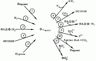 Рефераты | Рефераты по науке и технике | Эволюция энергетических процессов у эубактерий