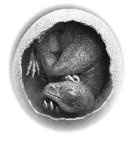 Эмбрион динозавра