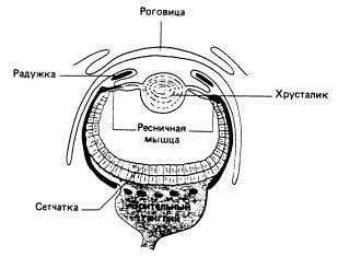 Рефераты | Рефераты по науке и технике | Зрительная сенсорная система